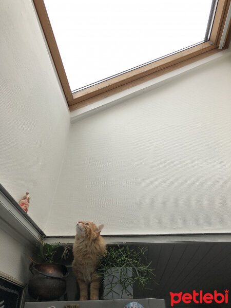 Norwegian Forest, Kedi  Mango fotoğrafı