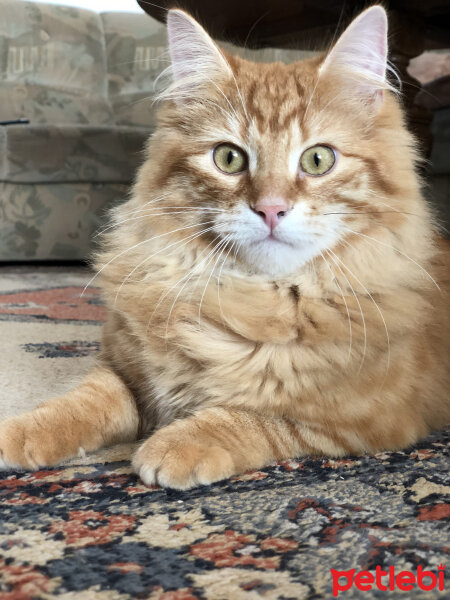 Norwegian Forest, Kedi  Mango fotoğrafı