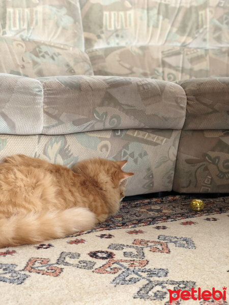 Norwegian Forest, Kedi  Mango fotoğrafı