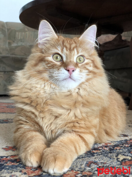 Norwegian Forest, Kedi  Mango fotoğrafı