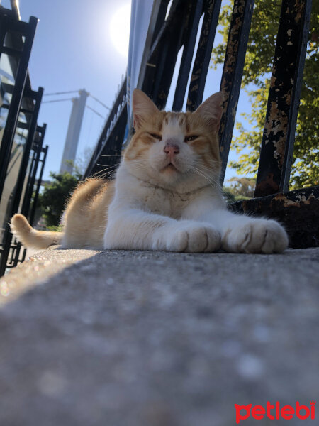 Norwegian Forest, Kedi  Mango fotoğrafı