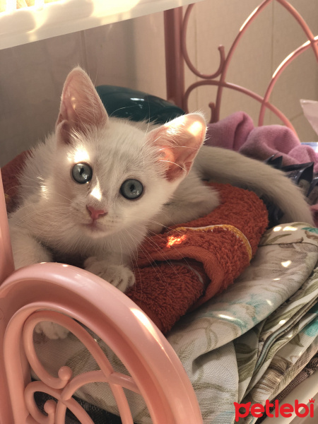 Van Kedisi, Kedi   fotoğrafı
