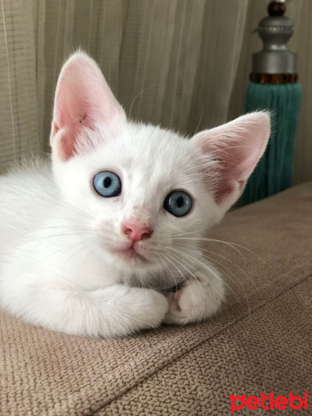 Van Kedisi, Kedi   fotoğrafı