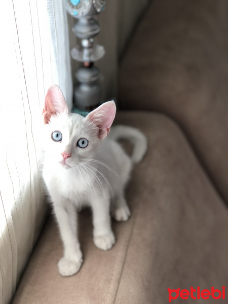 Van Kedisi, Kedi   fotoğrafı