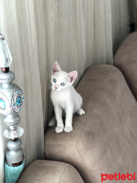 Van Kedisi, Kedi   fotoğrafı