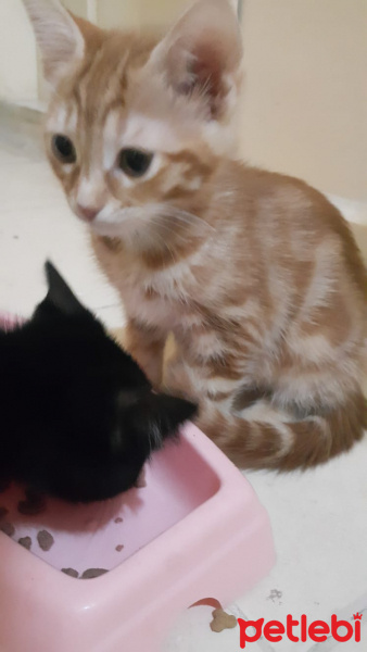 Tekir Kedi, Kedi  emmi fotoğrafı