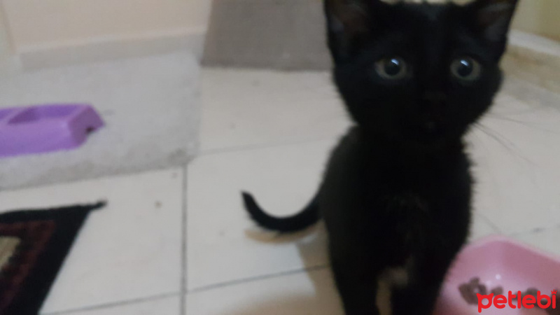 Tekir Kedi, Kedi  gece fotoğrafı