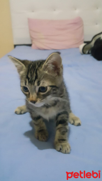 Tekir Kedi, Kedi  mr norris fotoğrafı