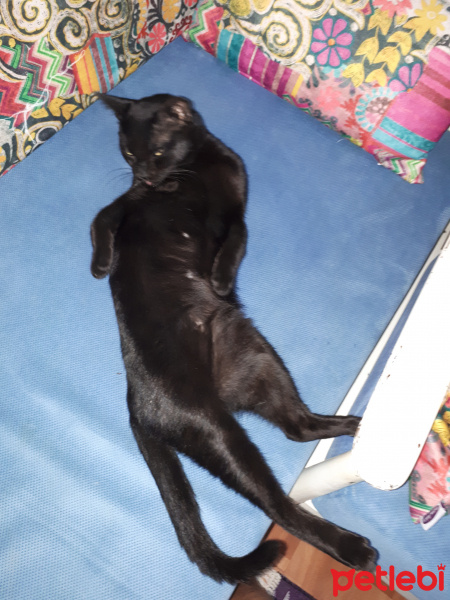 Bombay, Kedi  Şarlo fotoğrafı