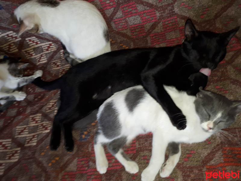 Bombay, Kedi  Şarlo fotoğrafı