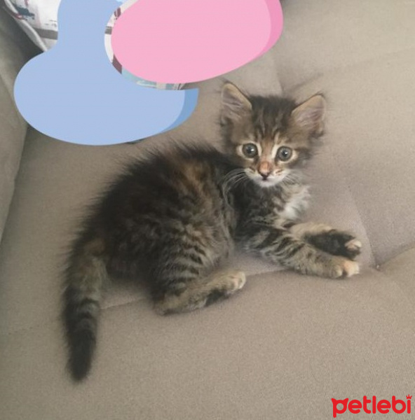 Tekir Kedi, Kedi  Çakıl fotoğrafı