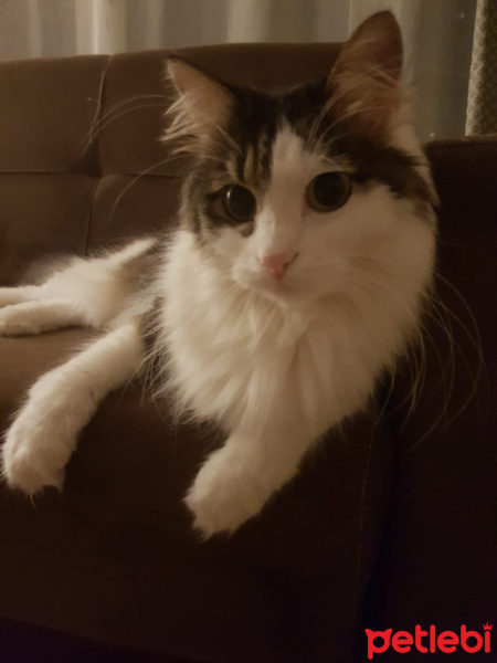 Tekir Kedi, Kedi  Mia fotoğrafı