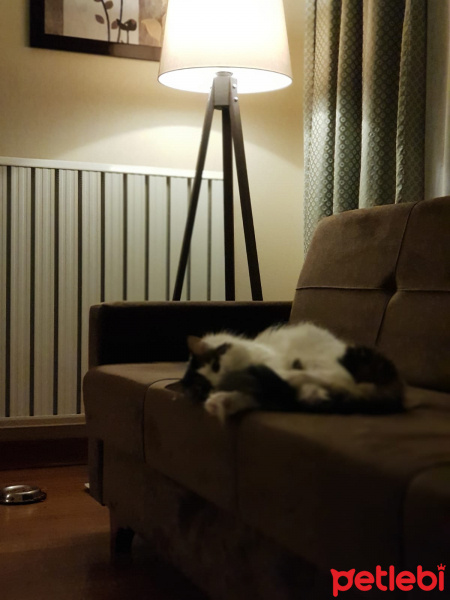 Tekir Kedi, Kedi  Mia fotoğrafı