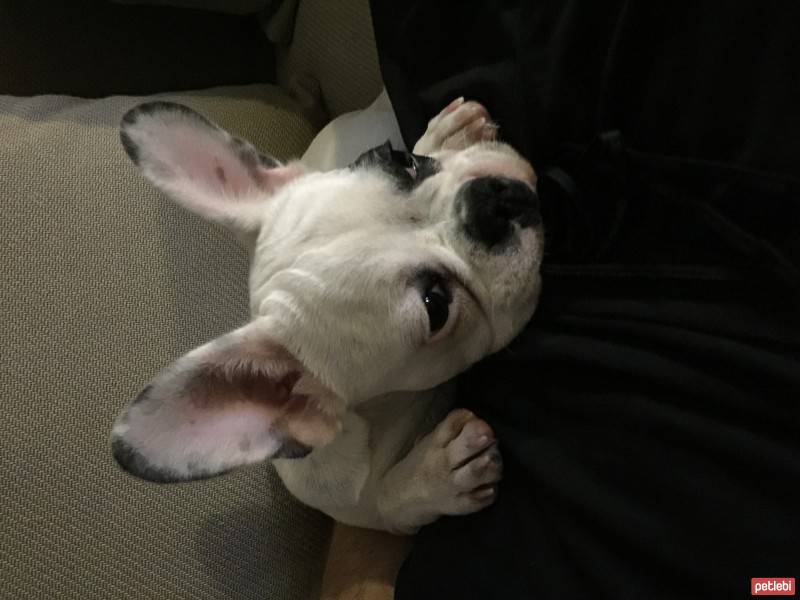 Fransız Bulldog, Köpek  Manti fotoğrafı