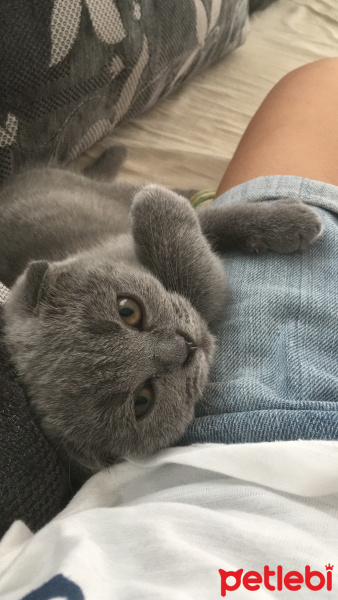 Scottish Fold, Kedi  Şeker fotoğrafı