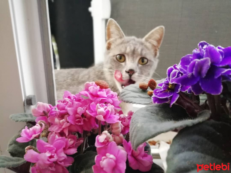 Tekir Kedi, Kedi  Duman fotoğrafı