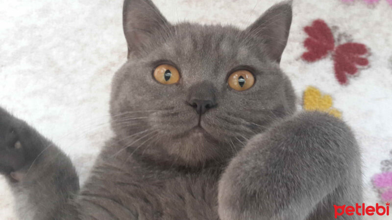 British Shorthair, Kedi  oglus fotoğrafı