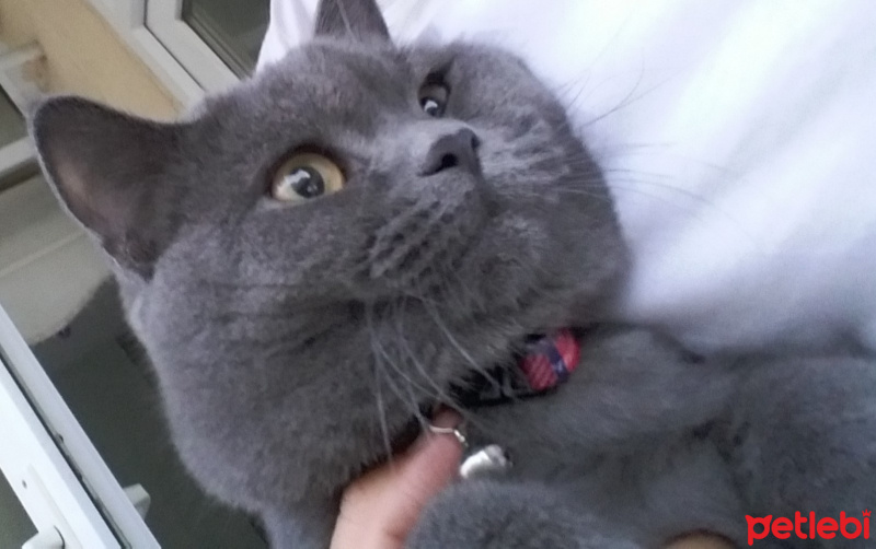 British Shorthair, Kedi  duman fotoğrafı