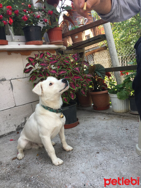 Jack Russell Terrier, Köpek  Cesur fotoğrafı