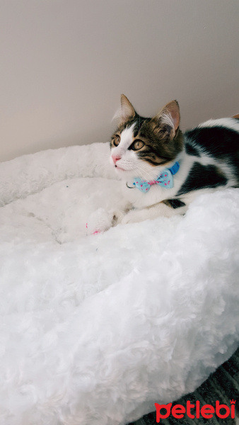 Tekir Kedi, Kedi  Gofret fotoğrafı