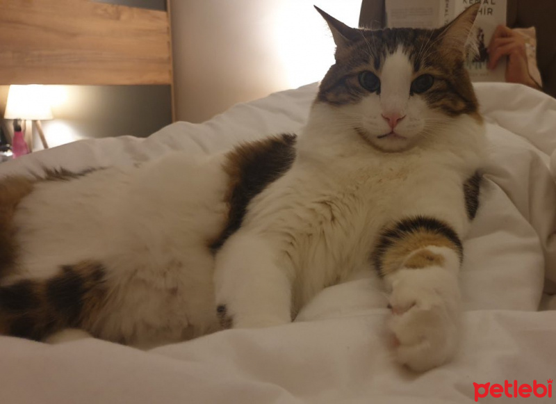 Tekir Kedi, Kedi  Gofret fotoğrafı
