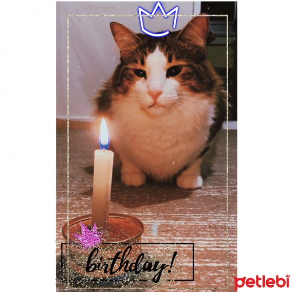 Tekir Kedi, Kedi  Gofret fotoğrafı