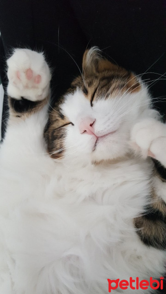 Tekir Kedi, Kedi  Gofret fotoğrafı