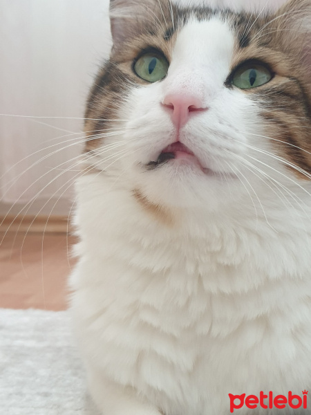 Tekir Kedi, Kedi  Gofret fotoğrafı