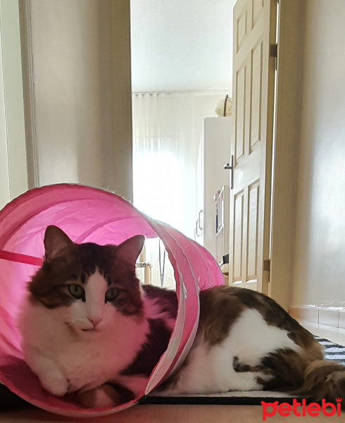 Tekir Kedi, Kedi  Gofret fotoğrafı