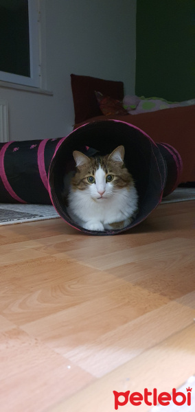 Tekir Kedi, Kedi  Gofret fotoğrafı