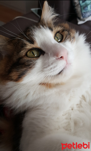 Tekir Kedi, Kedi  Gofret fotoğrafı