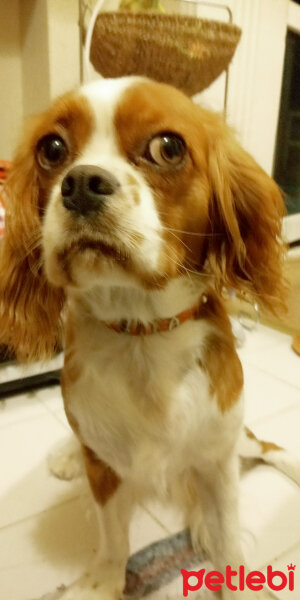 King Charles Spaniel, Köpek  Şila fotoğrafı