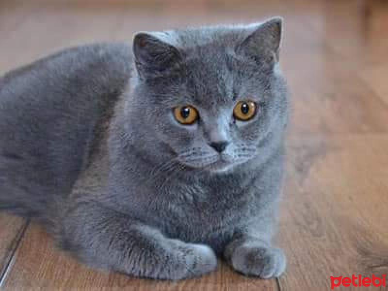 British Shorthair, Kedi  Dumann fotoğrafı