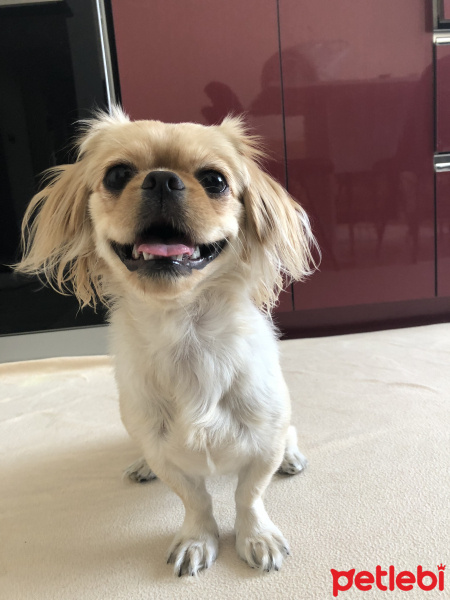 Pekingese, Köpek  Daisy fotoğrafı