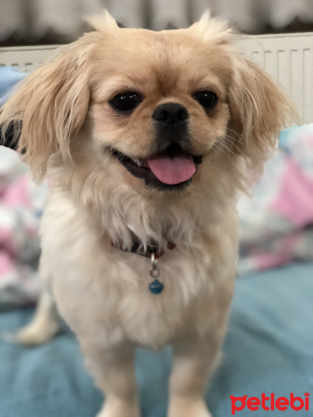 Pekingese, Köpek  Daisy fotoğrafı
