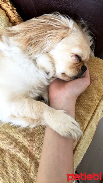 Pekingese, Köpek  Daisy fotoğrafı