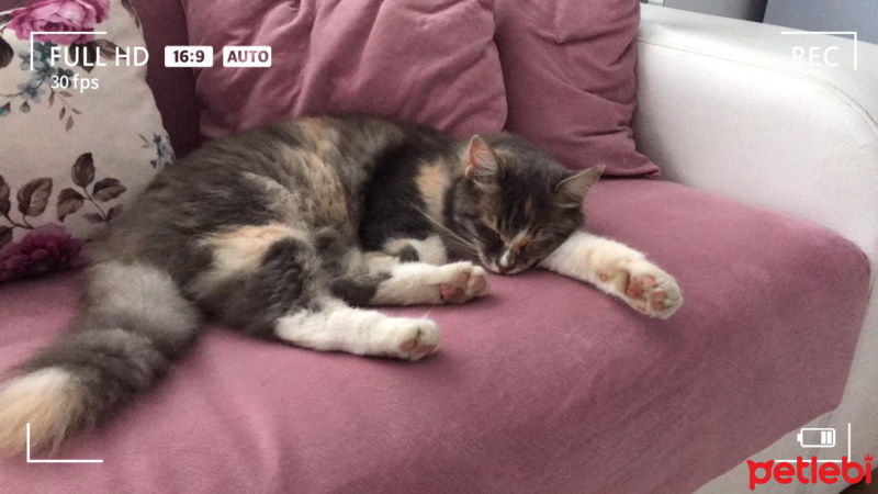 American Bobtail, Kedi  Misa fotoğrafı