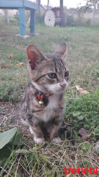 Tekir Kedi, Kedi  Boncuk fotoğrafı