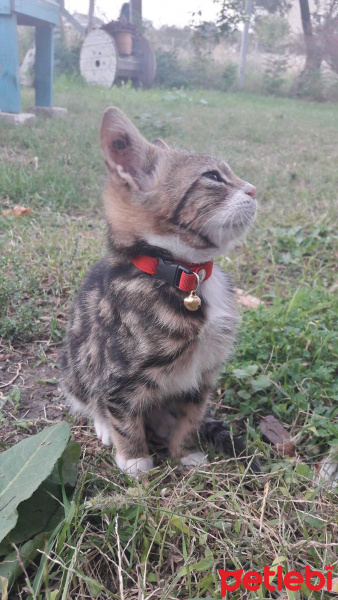 Tekir Kedi, Kedi  Boncuk fotoğrafı