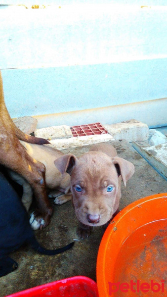 Amerikan Pitbull Terrier, Köpek  Hatun fotoğrafı