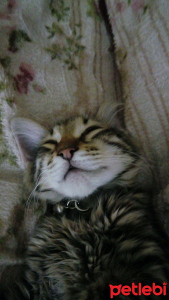 Maine Coon, Kedi  pamuk fotoğrafı