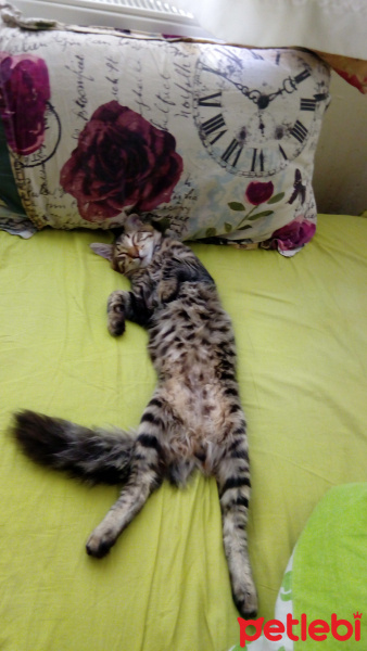 Maine Coon, Kedi  pamuk fotoğrafı