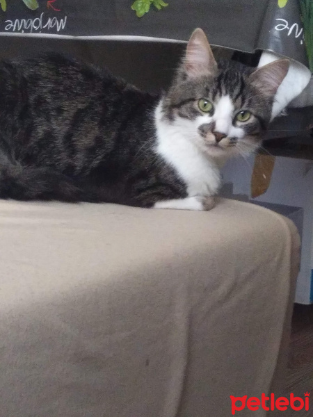 Tekir Kedi, Kedi  Rıfkı fotoğrafı