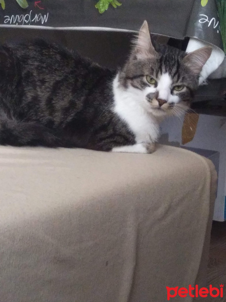 Tekir Kedi, Kedi  Rıfkı fotoğrafı