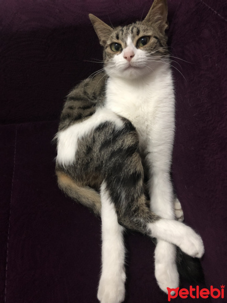 Tekir Kedi, Kedi  Çakıl fotoğrafı