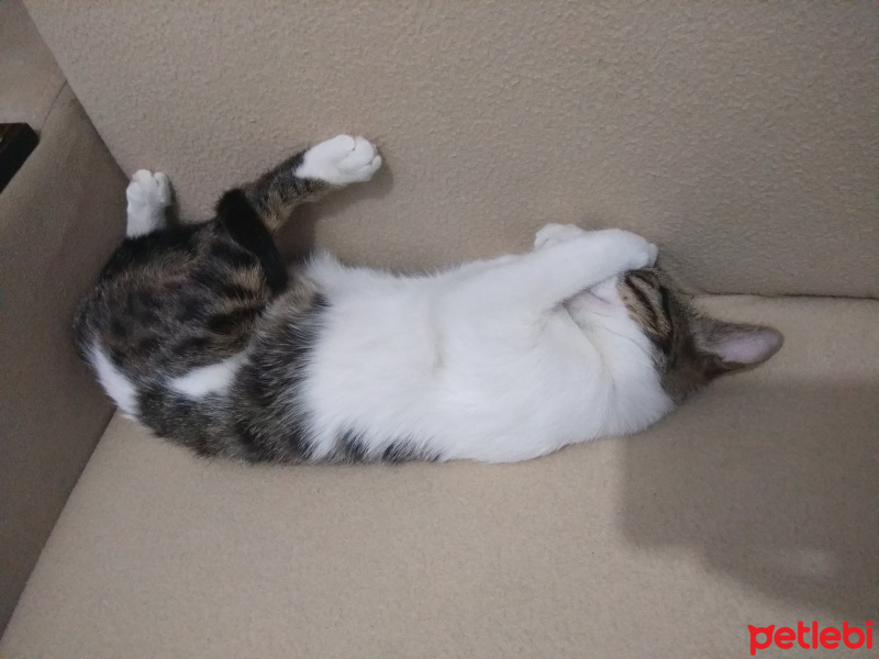 Tekir Kedi, Kedi  Çakıl fotoğrafı