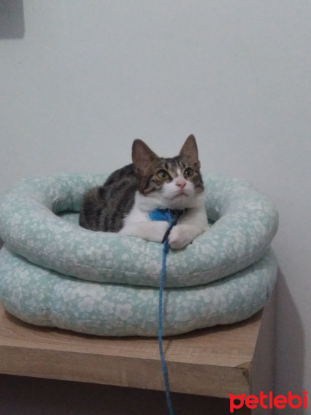 Tekir Kedi, Kedi  Çakıl fotoğrafı
