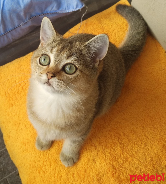 British Shorthair, Kedi  Golden erkek fotoğrafı