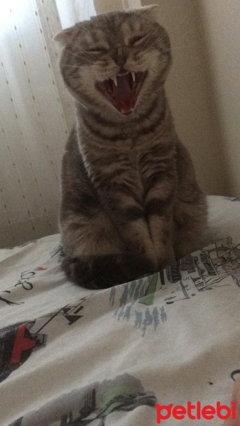 Scottish Fold, Kedi  gümüş fotoğrafı