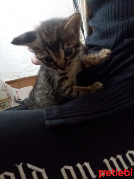 Tekir Kedi, Kedi  Mırmır fotoğrafı